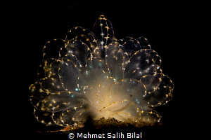 Cyerce Elegans. Thanks to Ajiex Dharma for spotting and s... by Mehmet Salih Bilal 